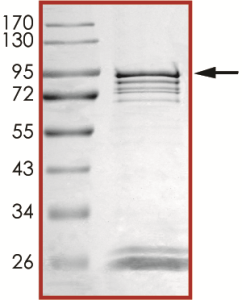 ALK (L1196M G1202R), Active
